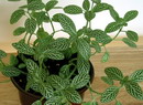 Nerve Plant